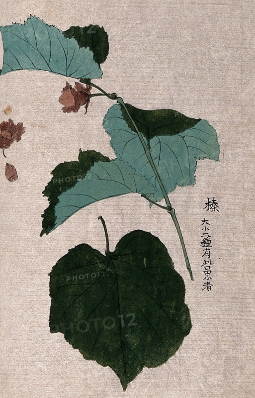 A hazel or filbert plant (Corylus species): fruiting branch with separate nut and leaf. Creator: Unknown.