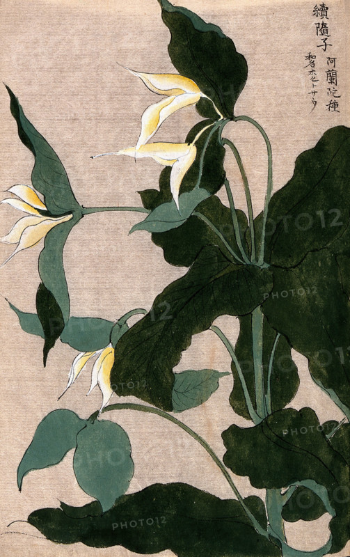 A plant, possibly a Trillium species: flowering stem with large white flowers. Creator: Unknown.