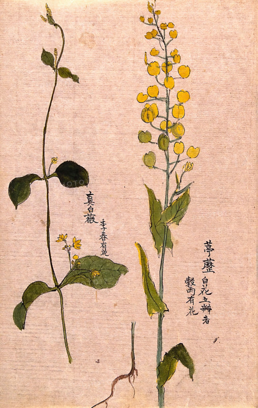 Two plants: herbaceous stems with yellow flowers. Creator: Unknown.