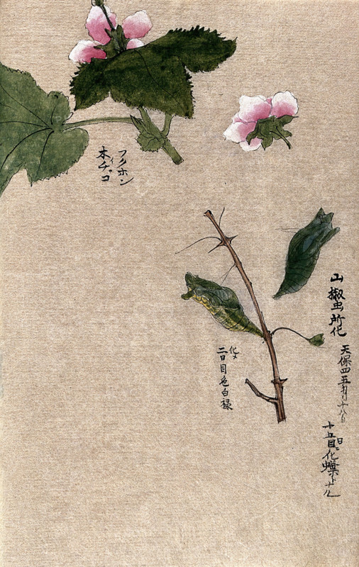 Two raspberry plant stems, one with a chrysalis attached. Creator: Unknown.