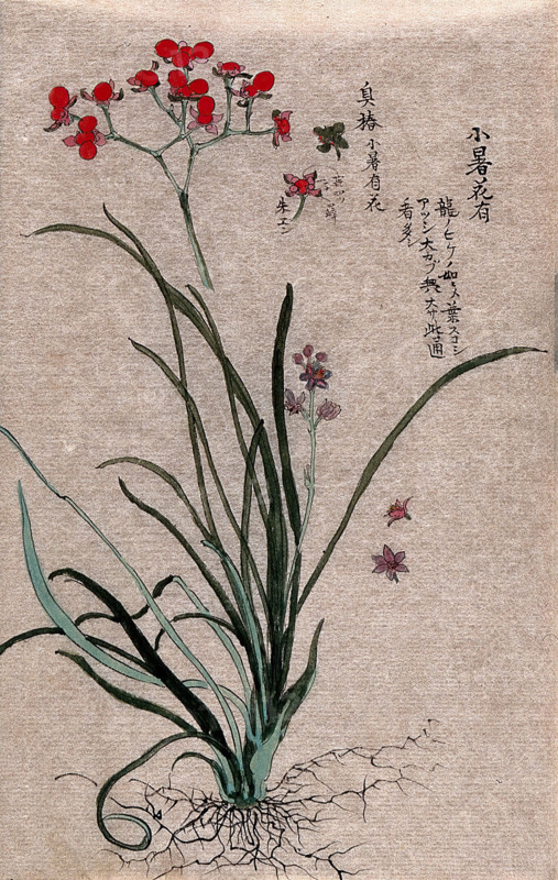 Two plants, a liliaceous flowering plant and a fruiting stem of a Euonymus species. Creator: Unknown.