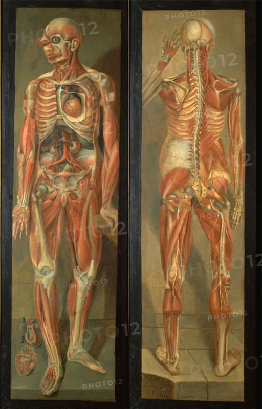 Two anatomical figures, 1764/1765.. Creator: Jacques Fabien Gautier Dagoty.