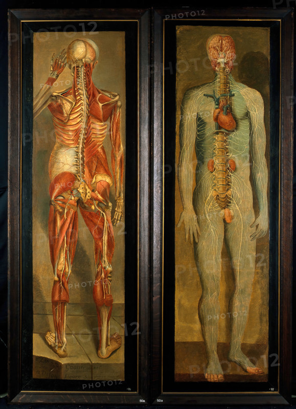 A standing dissected man showing the viscera and blood vessels, with a separate figure of the... Creator: Jacques Fabian Gautier Dagoty.