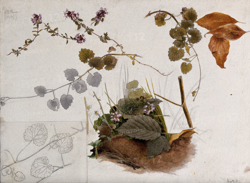 Wild thyme (Thymus praecox): flowers, stems and leaves in various pictures, 1897. Creator: Unknown.