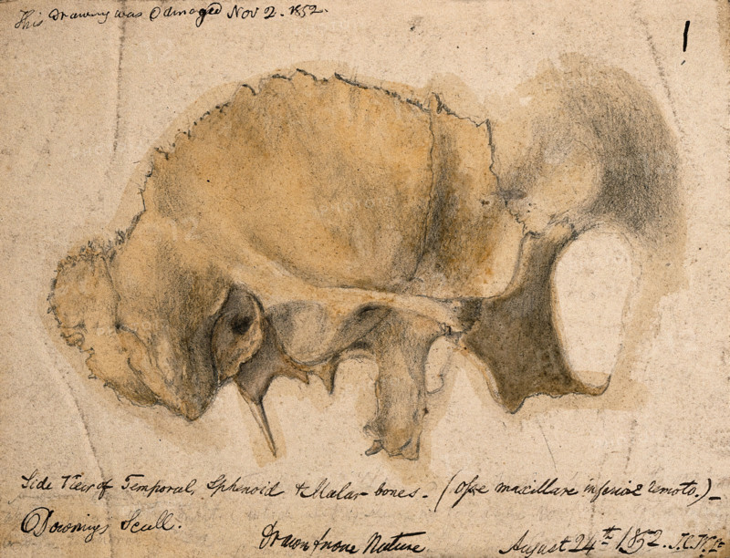 Bones of the cheek: side view of the temporal, schenoid and malar bones, 1852/08/24. Creator: J.C. Whishaw.