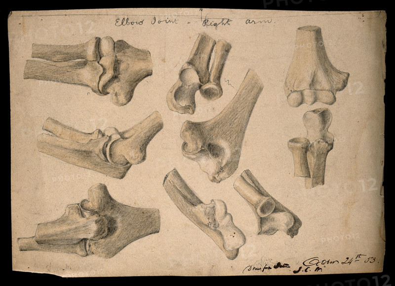 Bones of the elbow joint: eight figures, 1853/10/24. Creator: J.C. Whishaw.