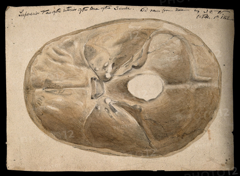 Interior of the base of the human skull, 1854/03/16. Creator: J.C. Whishaw.