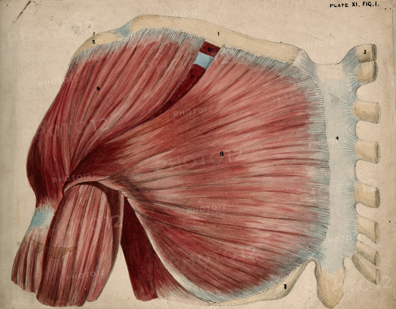 Dissection showing the shoulder and chest muscles: view of the pectoral and the..., 1852-1854. Creator: J.C. Whishaw.