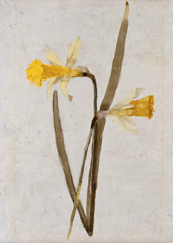 Daffodils (Narcissus): flowers and leaves, c1890s. Creator: Hester Royd Carpenter.