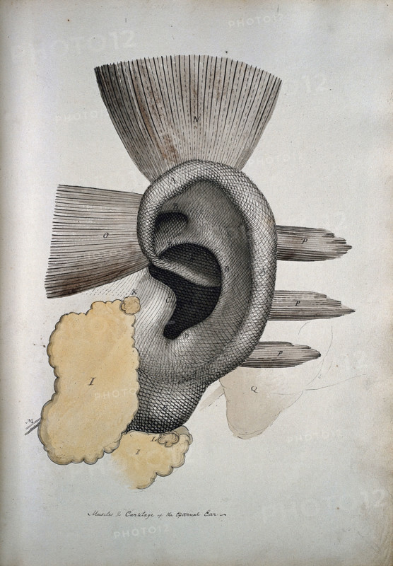 The ear: muscles and cartailage, between 1800 and 1899. Creator: Unknown.