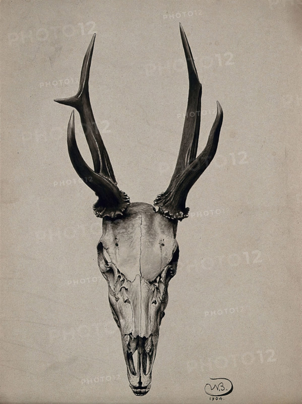 A stag's skull seen from above, 1904. Creator: Unknown.