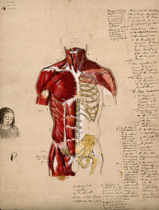 Dissection of the trunk: front view, showing the bones and muscles, with a small..., 1800-1899. Creator: Unknown.