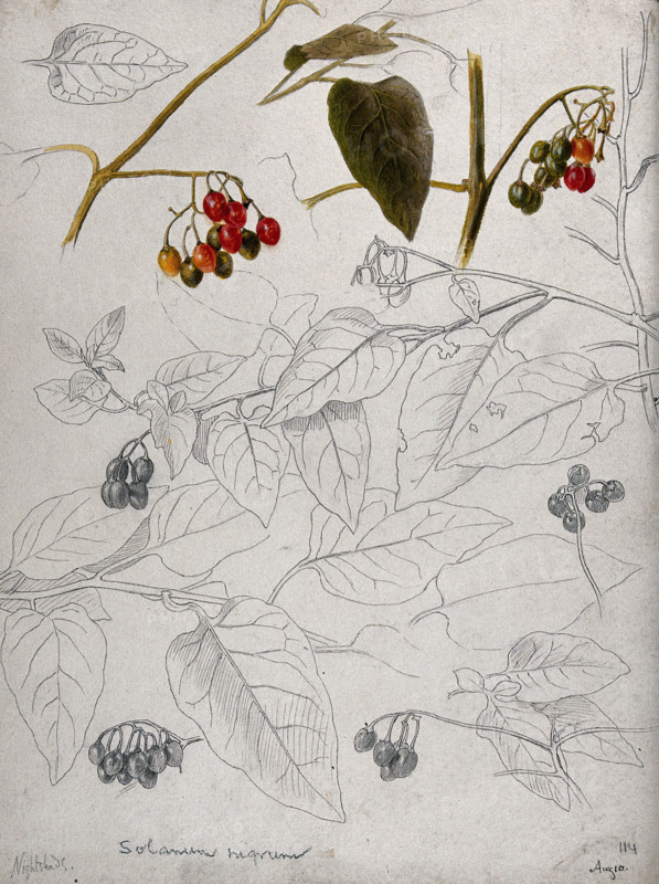 Black nightshade (Solanum nigrum): leaves and fruits. Creator: Unknown.
