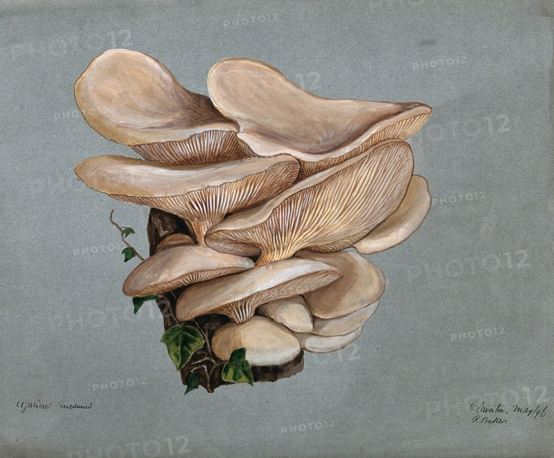 A fungus (Agaricus euosmus) growing on wood, 1896. Creator: R Baker.