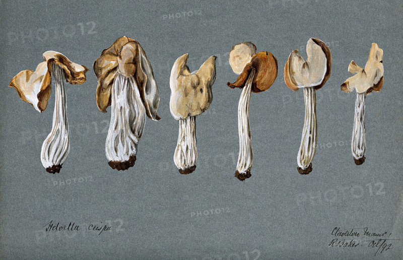 A false morel fungus (Helvella crispa): six fruiting bodies, 1892. Creator: R Baker.