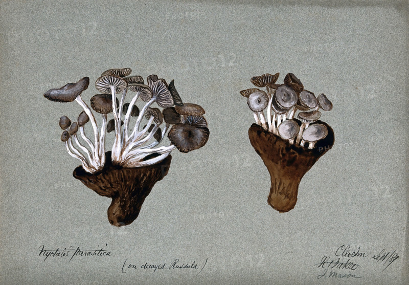 Parasitic fungi (Nyctalis species) growing on decayed Russula fungi, 1889. Creator: R Baker.