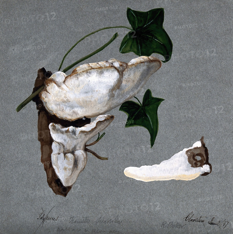 A bracket fungus (Trametes suaveolens): two fruiting bodies growing on wood and a..., 1897. Creator: R Baker.