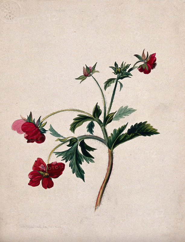 A type of aven (Geum species): flowering stem, 1839. Creator: Mary Anne Bayfield.