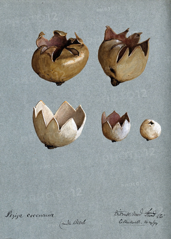 A cup fungus (Peziza species): five fruiting bodies, 1894. Creator: C Bucknall.