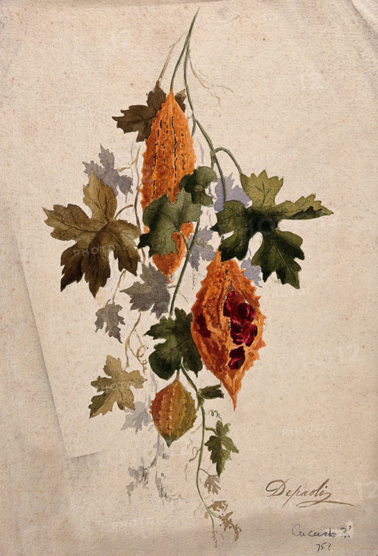 A plant, possibly balsam apple (Momordica balsamina): fruiting stem, c1880s. Creator: Depaoli.