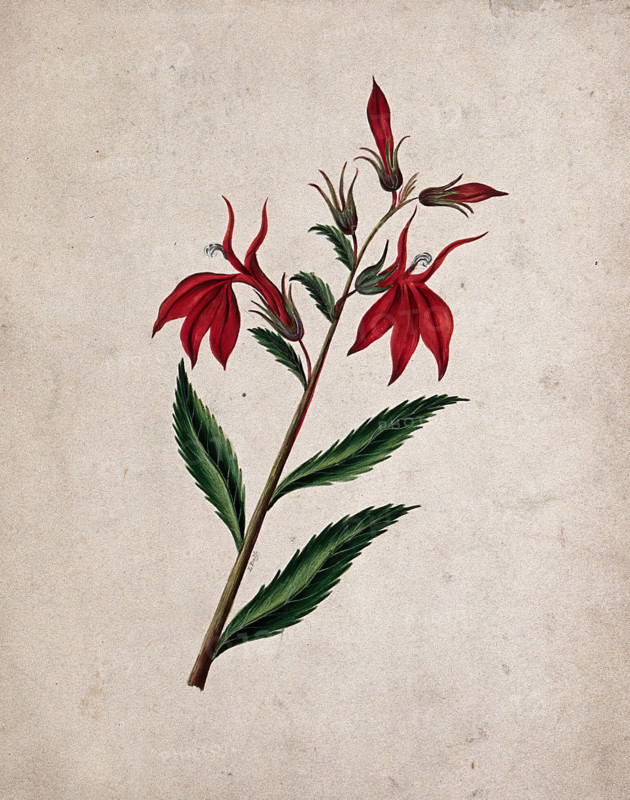 An unidentified flowering plant, c1890s. Creator: Etanmann.