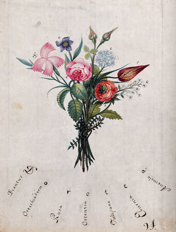 A bunch of flowers, the initial letters of which are shown to spell "Dorotea", c1890s.. Creator: Unknown.
