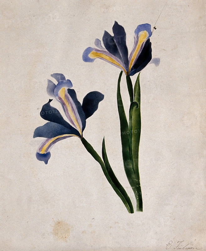 Two iris flowers, c1900. Creator: E Finlaison.