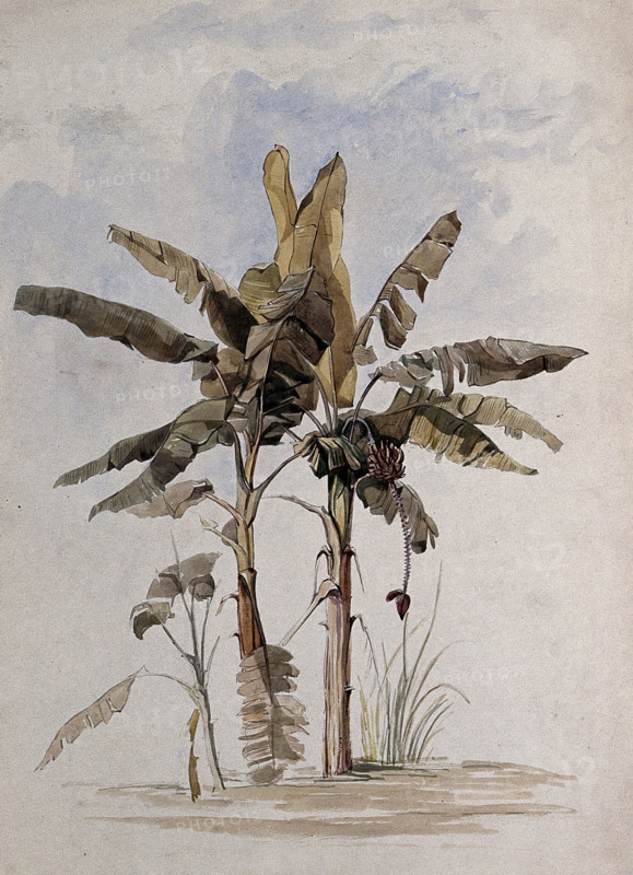 Two banana plants (Musa species), one with fruit, in Guyana, 1846. Creator: Edward Alfred Goodall.