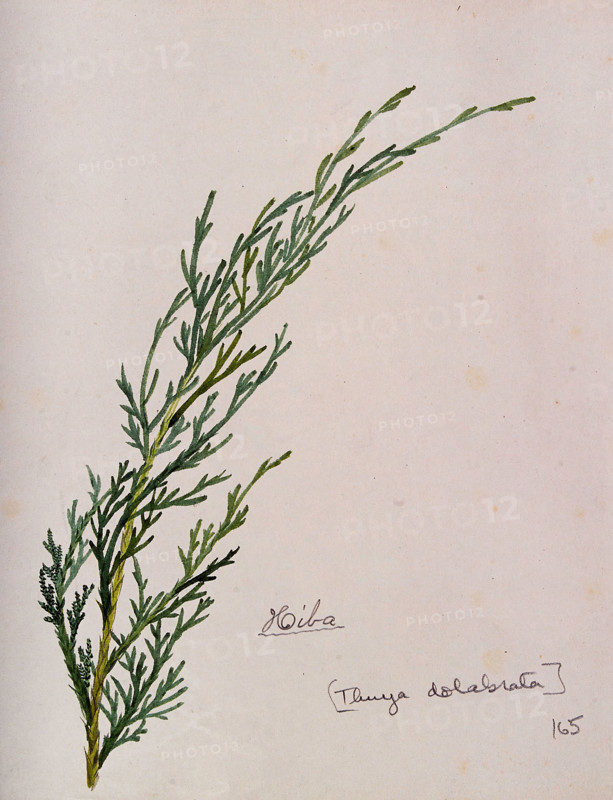 Arbor-vitae (Thuja dolabrata): branch with leaves, c1900. Creator: S Kawano.