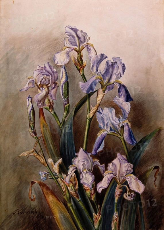 Blue iris flowers, 1901. Creator: JA Sherlock.