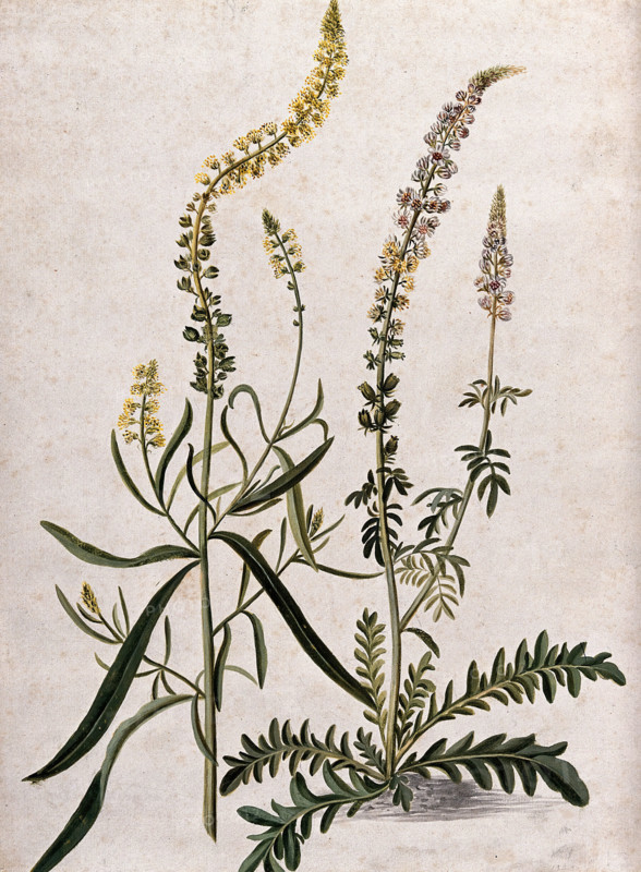 A plant (Reseda sp) related to Dyer's rocket: flowering plant with separate flowering stem, (17--). Creator: Unknown.