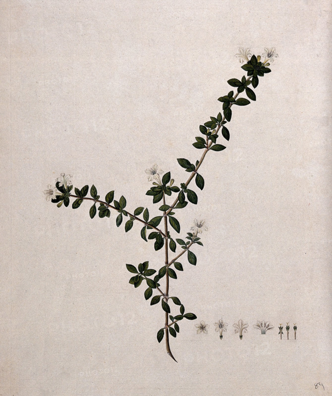 Serissa japonica (Thunb) Thunb: flowering stem and floral segments, (17--). Creator: Unknown.