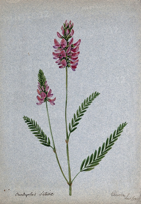 A plant (Onobrychis sativa) related to holy clover): flowering stem, 1902. Creator: Unknown.