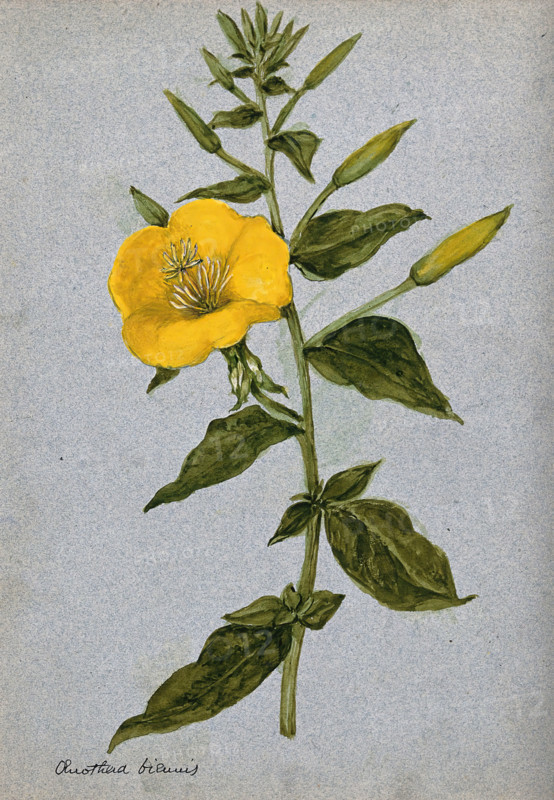 Evening primrose (Oenothera biennis): flowering stem. Creator: Unknown.