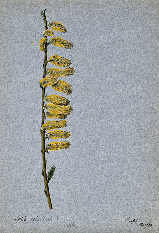 Basket willow (Salix viminalis): flowering stem, 1903. Creator: Unknown.
