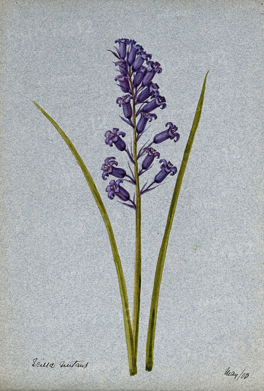 Bluebell (Hyacinthoides non-scripta): flowering stem, 1903. Creator: Unknown.