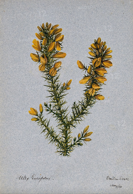 Gorse or whin (Ulex europaeus): flowering stem, 1902. Creator: Unknown.