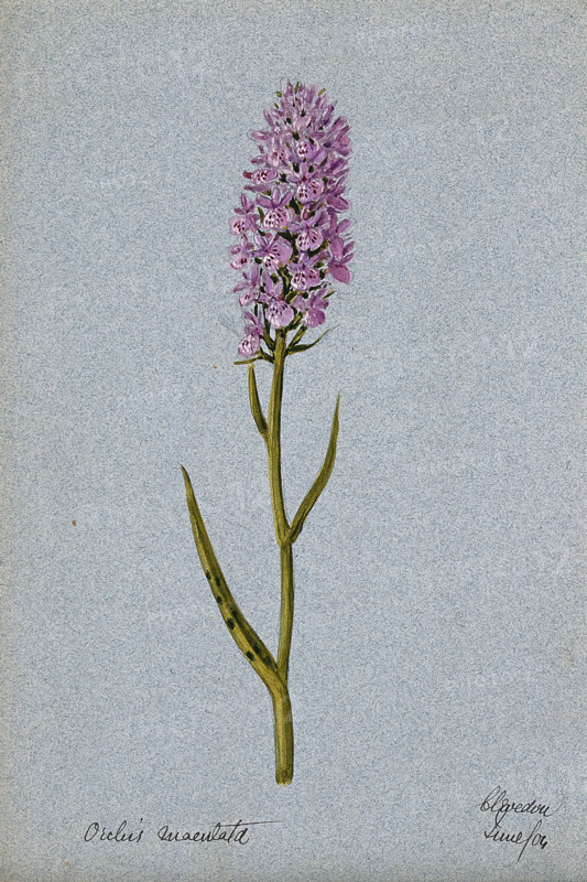 Early purple orchid (Orchis mascula): flowering stem, 1904. Creator: Unknown.