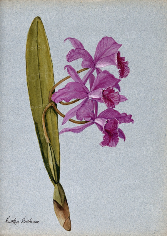 An orchid (Cattleya Boothiana): flowering stem. Creator: Unknown.