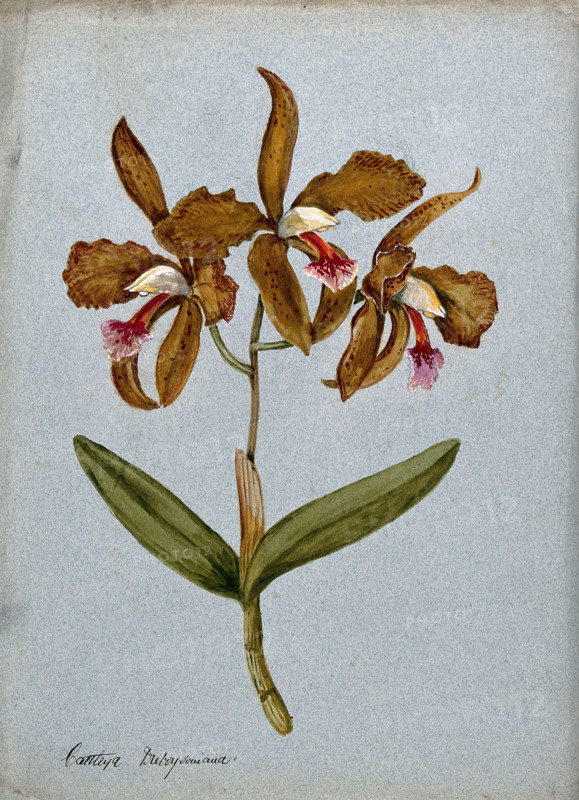 An orchid (Cattleya Duboysoniana): flowering stem. Creator: Unknown.