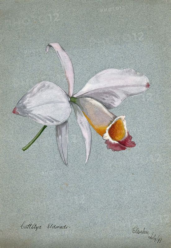 An orchid (Cattleya Eldorado): flower only, 1899. Creator: Unknown.