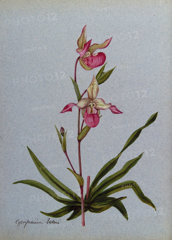 A lady's slipper orchid (Cypripedium Sedeni): flowering stem. Creator: Unknown.