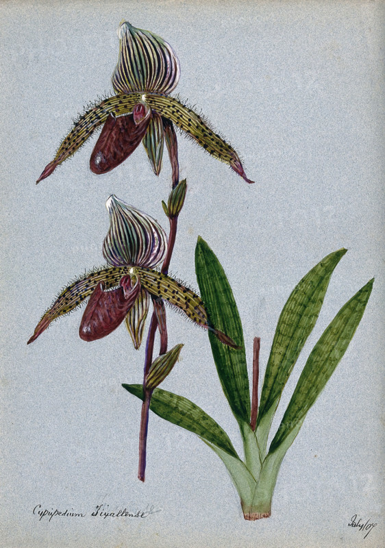 A lady's slipper orchid (Cypripedium Tixallense): flowering stem, 1907. Creator: Unknown.