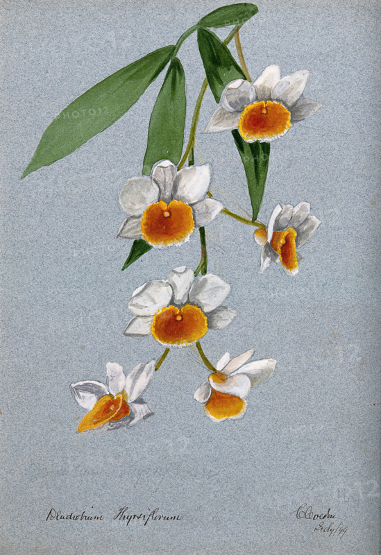 An orchid (Dendrobium thyrsiflorum): flowering stem, 1899. Creator: Unknown.