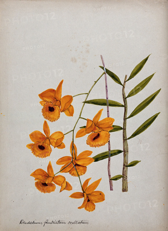 An orchid (Dendrobium fimbriatum var Oculatum): flowering stem and leaves. Creator: Unknown.