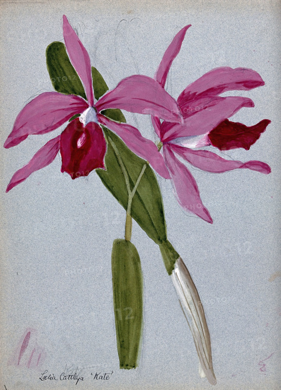 An orchid hybrid (Laelia x Cattleya "Kate"): flowering stem and leaves. Creator: Unknown.