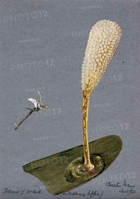 Pollinia (clumps of pollen) of the butterfly habenaria orchid (Habenaria bifolia) on a..., 1892. Creator: Unknown.