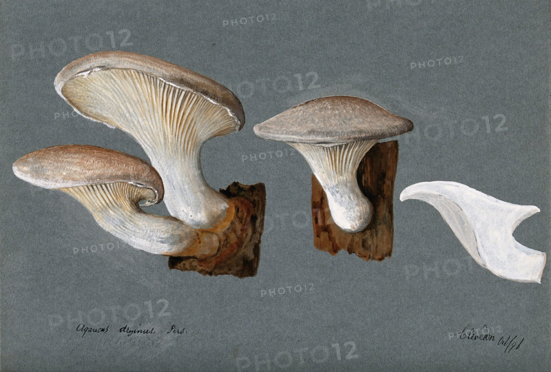 A fungus (Pleurotus dryinus): three fruiting bodies, 1896. Creator: Unknown.