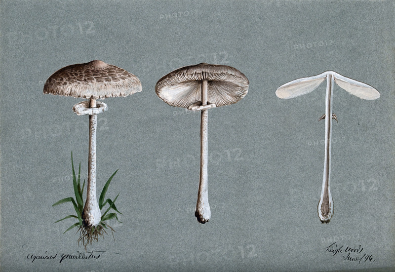 A fungus (Agaricus graciliatus): three fruiting bodies, 1894. Creator: Unknown.