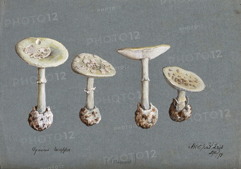 False death cap fungus (Amanita citrina): four fruiting bodies, 1893. Creator: Unknown.